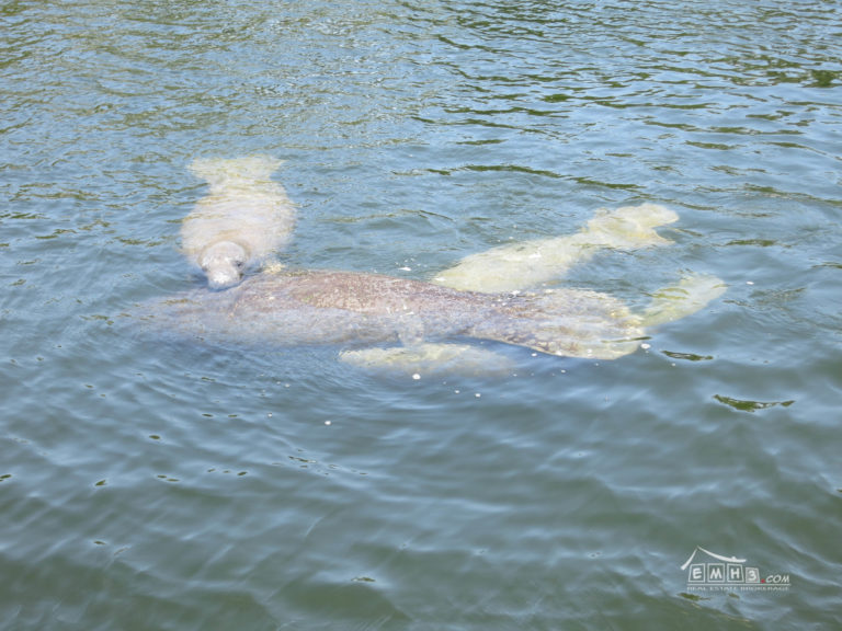 Manatees In Miami Behind Royal Harbor Yacht Club Canal Palmetto Bay