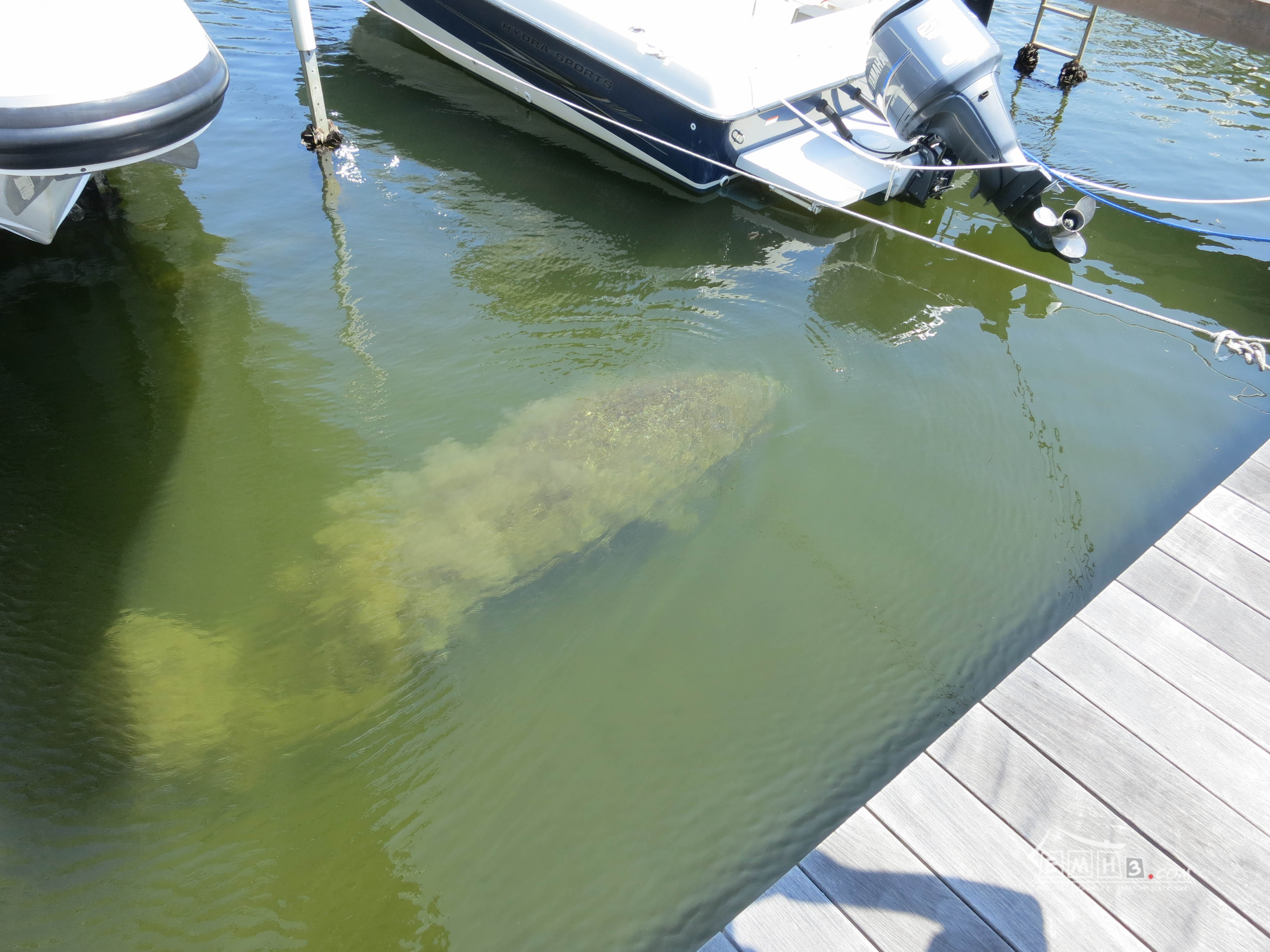 Manatees In Miami Behind Royal Harbor Yacht Club Canal Palmetto Bay